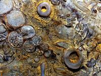 Baltic Sea limestone fossil-10